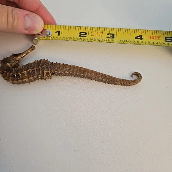 Vintage Taxidermy Seahorse Skeleton Natural Specimen 5" Hippocampus Erectus - Picture 13 of 14